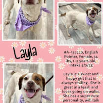Thumbnail photo of Layla #2