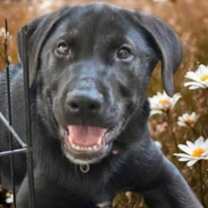 Thumbnail photo of Azalea #1