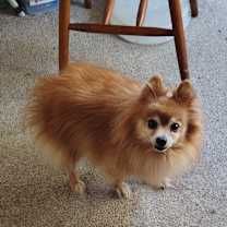 Thumbnail photo of Koda #2