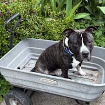 Thumbnail photo of Sammy #3