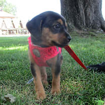 Thumbnail photo of Squirtle #2