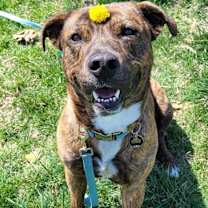 Thumbnail photo of Dexter #1