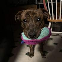 Thumbnail photo of Dexter #2