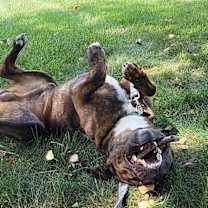 Thumbnail photo of Dexter #4