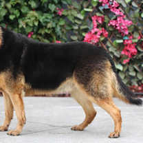 Thumbnail photo of Zeek von Zeven #3