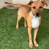 Thumbnail photo of Huck 9918 #1