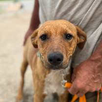 Thumbnail photo of Huck 9918 #2