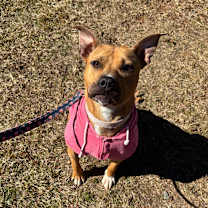 Thumbnail photo of Molly #4