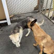 Thumbnail photo of Sunshine #4