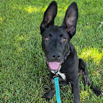 Thumbnail photo of Onyx #1