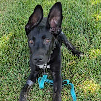 Thumbnail photo of Onyx #2