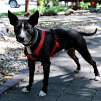 Thumbnail photo of Milo (MEE-LO) #1