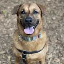 Thumbnail photo of Moose #2