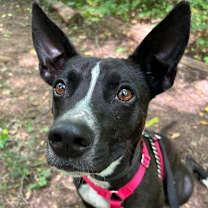 Thumbnail photo of Milo (MEE-LO) #2