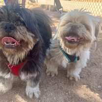 Thumbnail photo of Pip #2