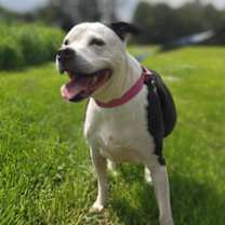 Thumbnail photo of Lexie #1