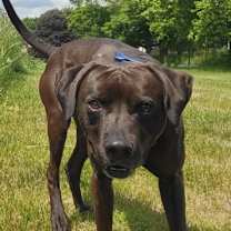 Thumbnail photo of Momo #2