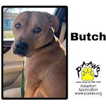 Thumbnail photo of Butch #2