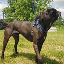 Thumbnail photo of Momo #3