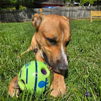 Thumbnail photo of Alfie #3