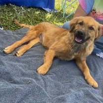 Thumbnail photo of Dove #2