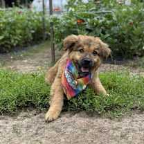 Thumbnail photo of Dove #4