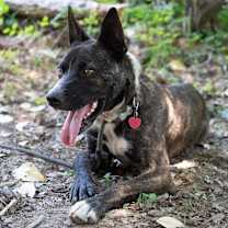 Thumbnail photo of GYPSY #1