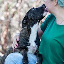 Thumbnail photo of GYPSY #2