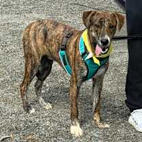 Thumbnail photo of Tiger #1