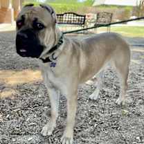 adopt-pet