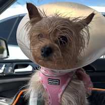 Thumbnail photo of Stormie #3