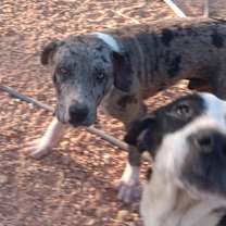 Thumbnail photo of Dane #4