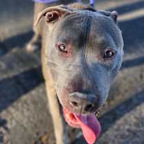adopt-pet