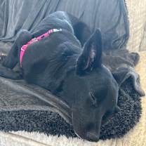 Thumbnail photo of Charlie #3