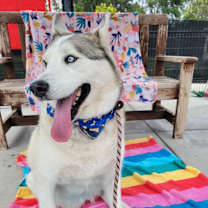 Thumbnail photo of Azul #4