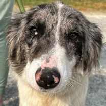 Thumbnail photo of Paisley #1