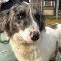 Thumbnail photo of Paisley #2