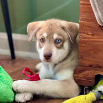 Thumbnail photo of Walleye #4