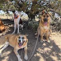 Thumbnail photo of Snuggly Porter #2