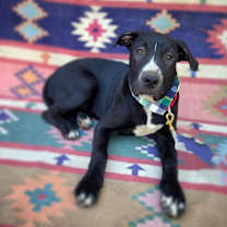 Thumbnail photo of Clifford #2