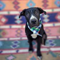 Thumbnail photo of Clifford #3