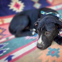 Thumbnail photo of Clifford #4