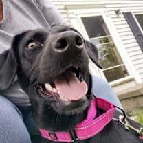 Thumbnail photo of Coya in Ohio #3