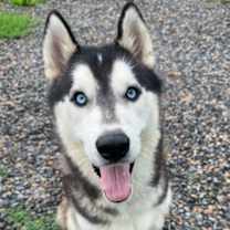 Thumbnail photo of Pac-Man #1