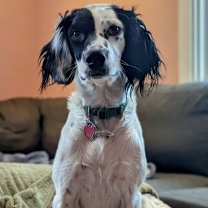 adopt-pet