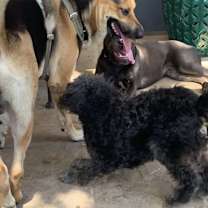 Thumbnail photo of ❤️s dogs Treviso #3