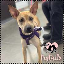 adopt-pet