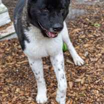 Thumbnail photo of Romeo #3