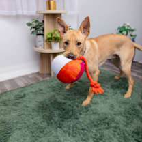 Thumbnail photo of Beethoven #2