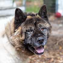 Thumbnail photo of Bear-Bear #1